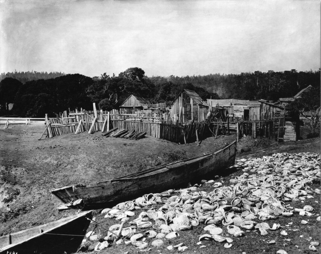 Pescadero fishing village around 1900, with abalone shells in the foreground