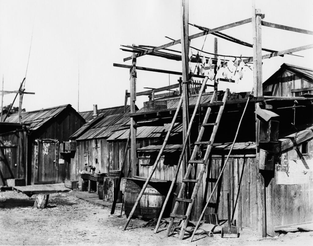 Flounder hanging on drying racks at Point Alones fishing village around 1890