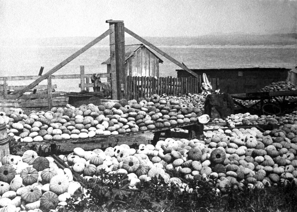 Sea urchin shells at Point Alones Village around 1890