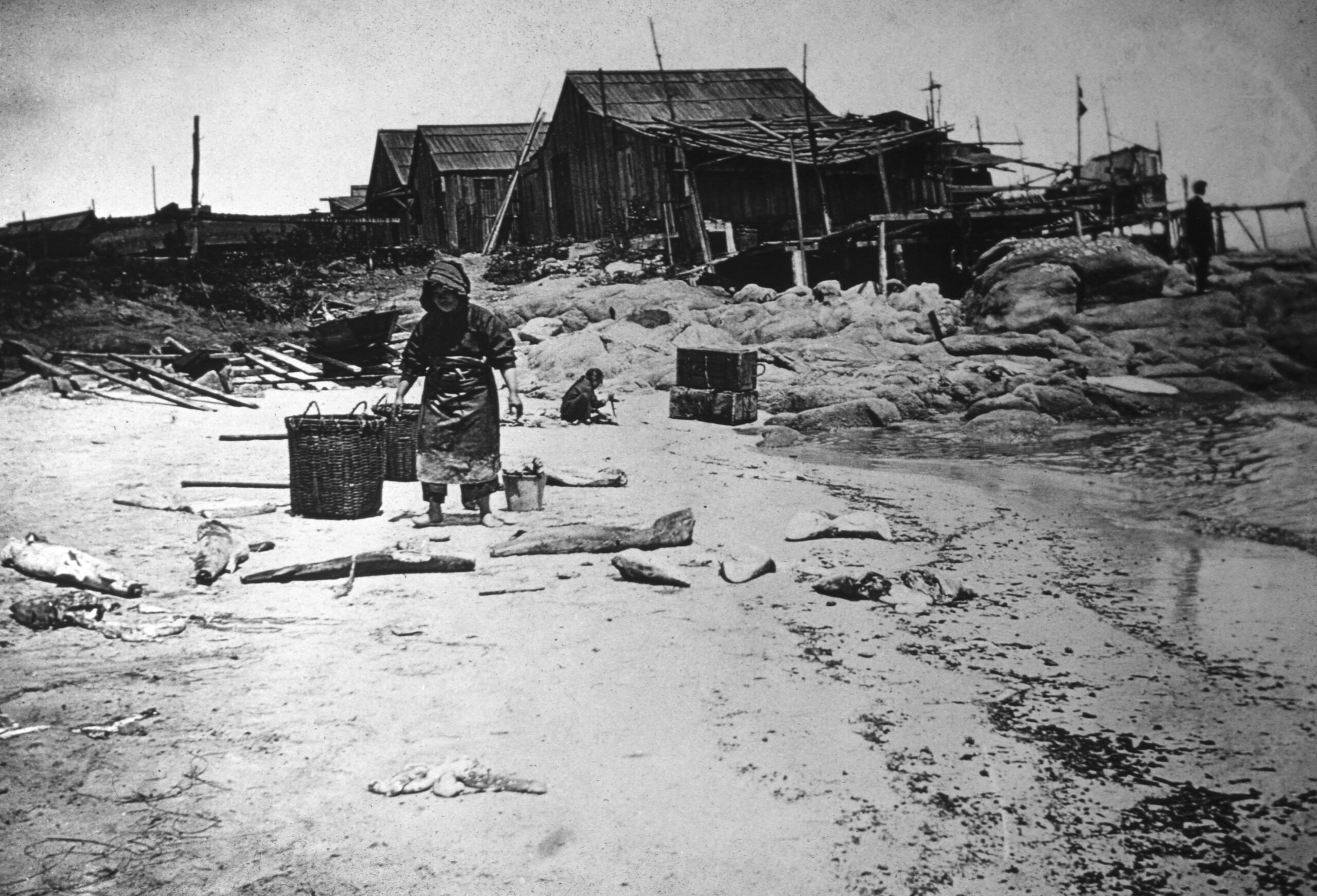 A woman cleaning sharks on the beach at Point Alones fishing village around 1895
