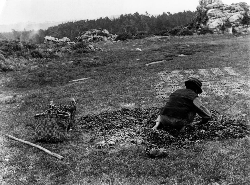 A fisherman spreading seaweed to dry near Lighthouse Point around 1898