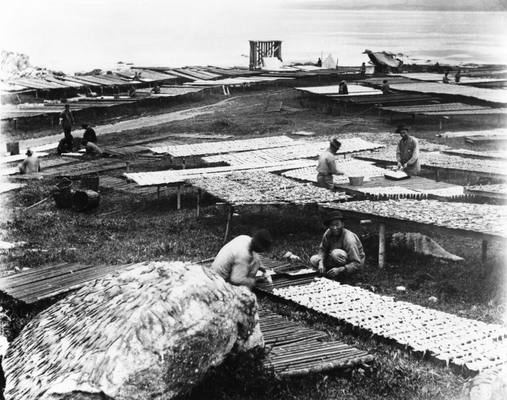 Squid drying on racks at Point Alones Village around 1890
