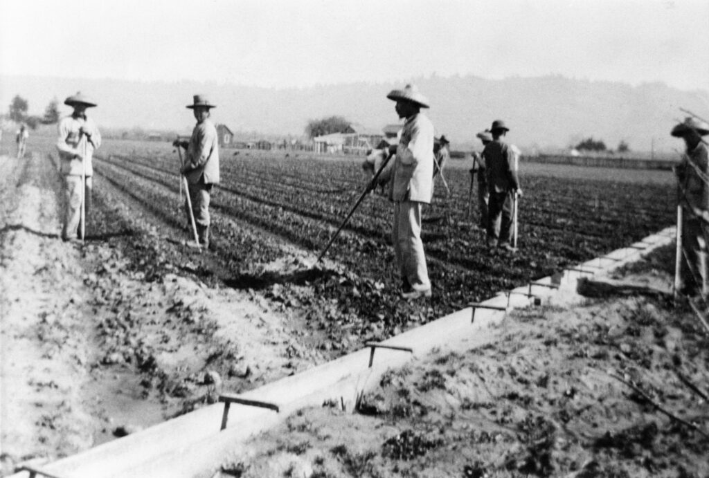 Chinese strawberry farmers in the Pajaro Valley in the 1890s