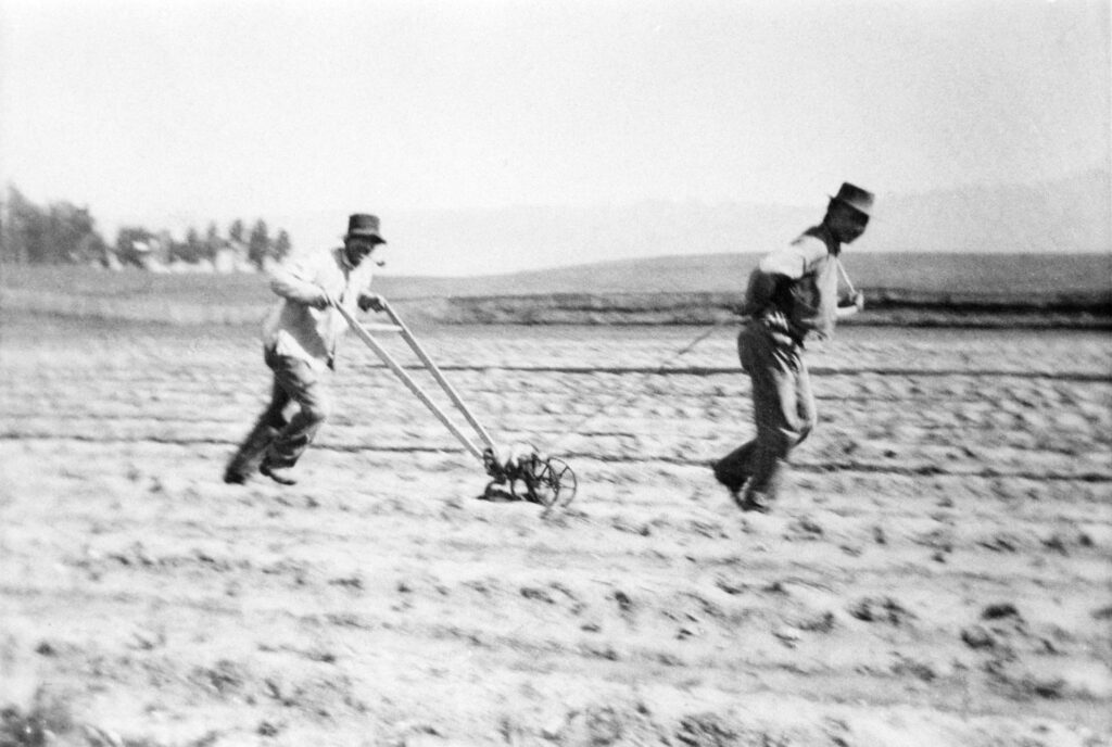 Santa Cruz market gardeners in the 1940s
